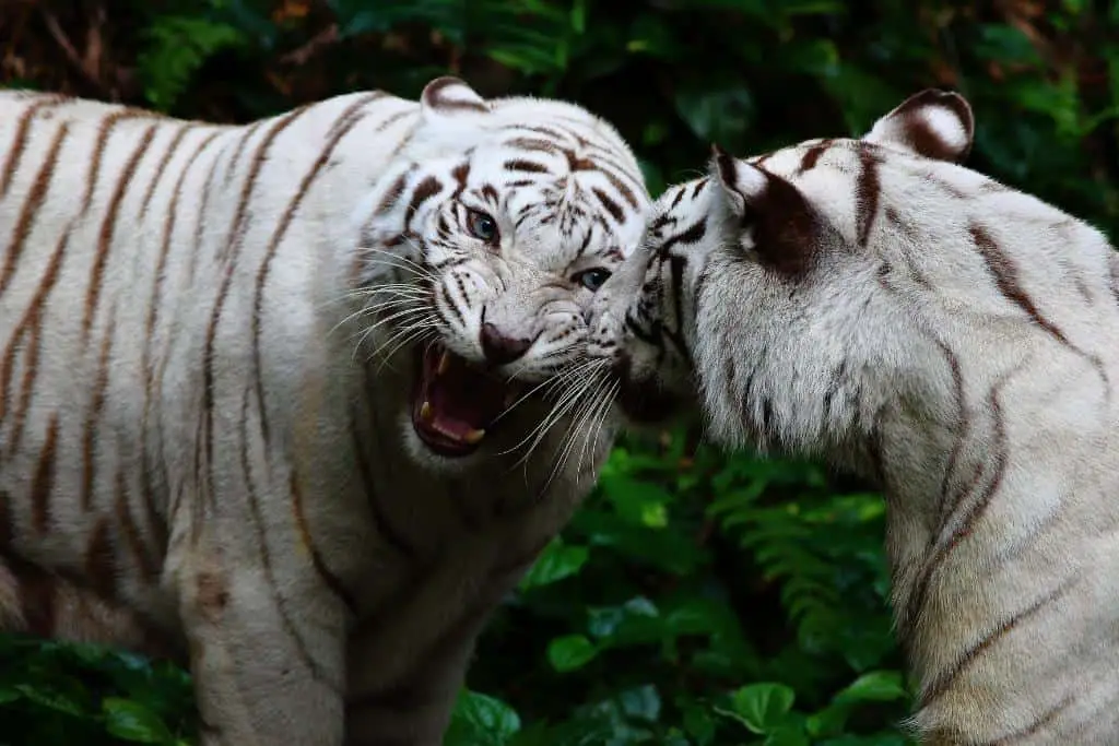 How tigers communicate