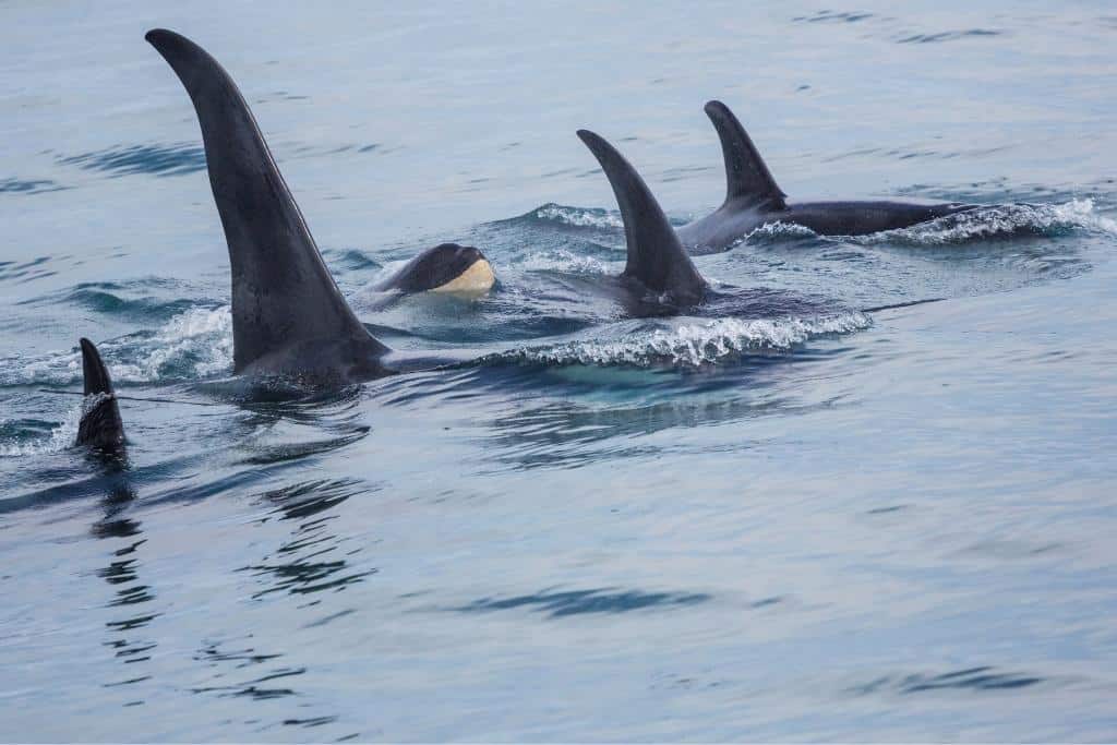 Are orcas aggressive to humans?
