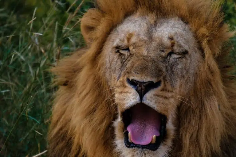 Lions Whiskers: 16 Amazing Facts You Probably Didn’t Know