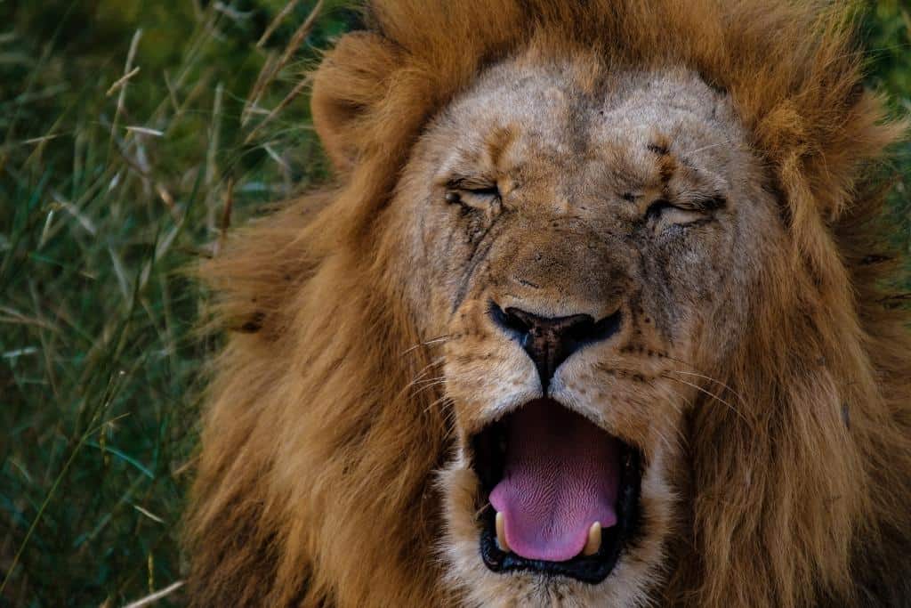 Lions Whiskers: 16 Amazing Facts You Probably Didn't Know