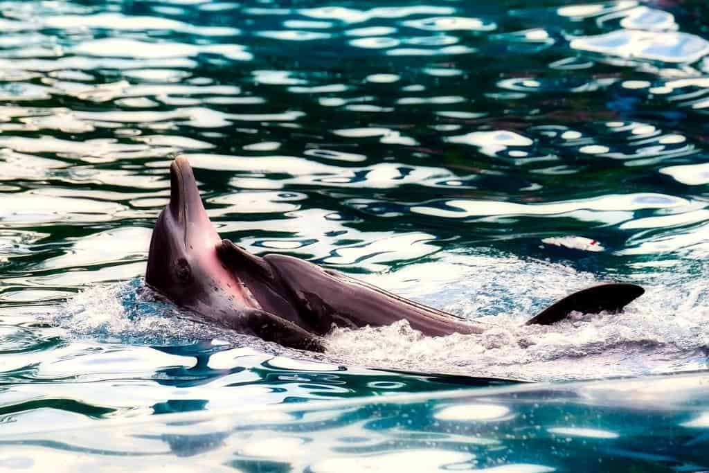 Porpoise Dolphin