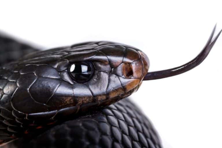 What are Snakes afraid of? Top 8 Snakes Big Fears