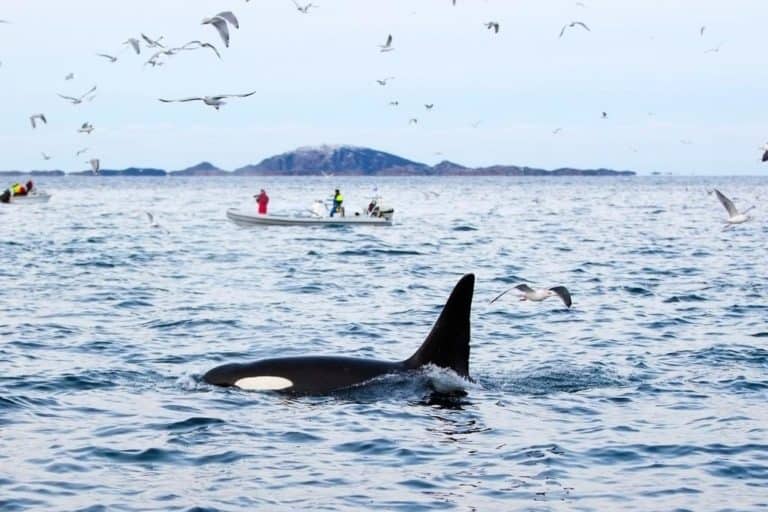 Do Orca Whales Eat Humans? The Truth About Killer Whales