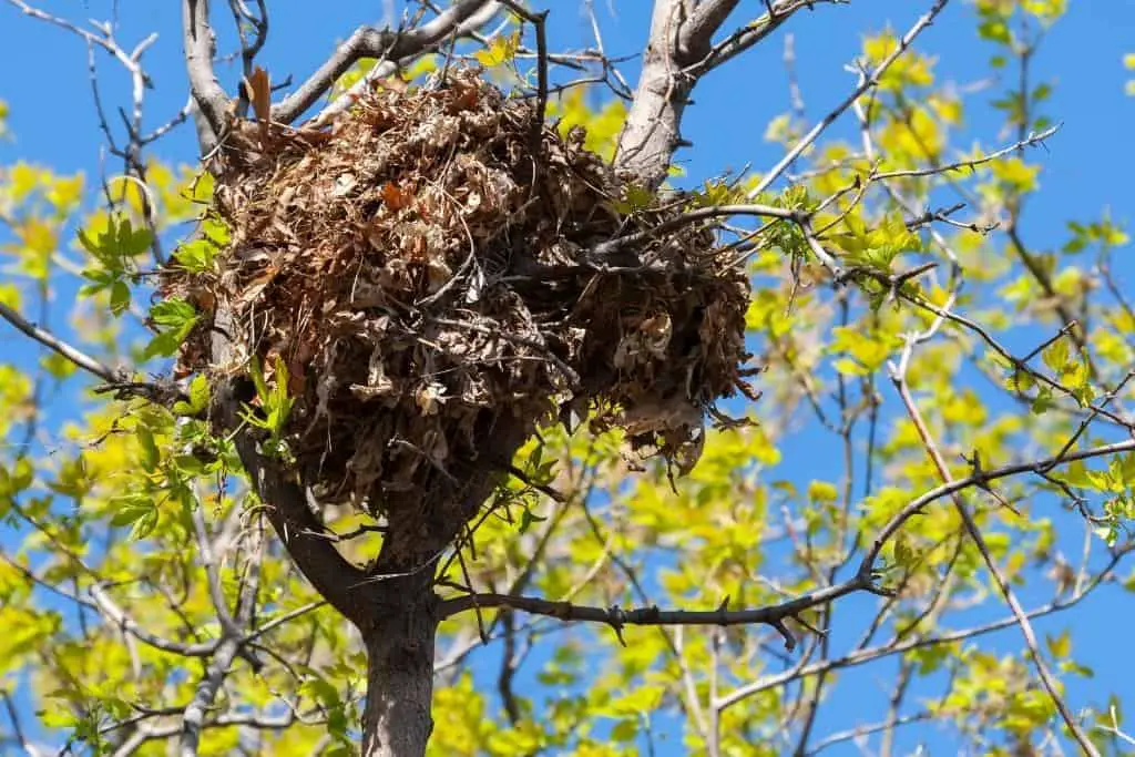 What do Squirrels Nest Look Like?