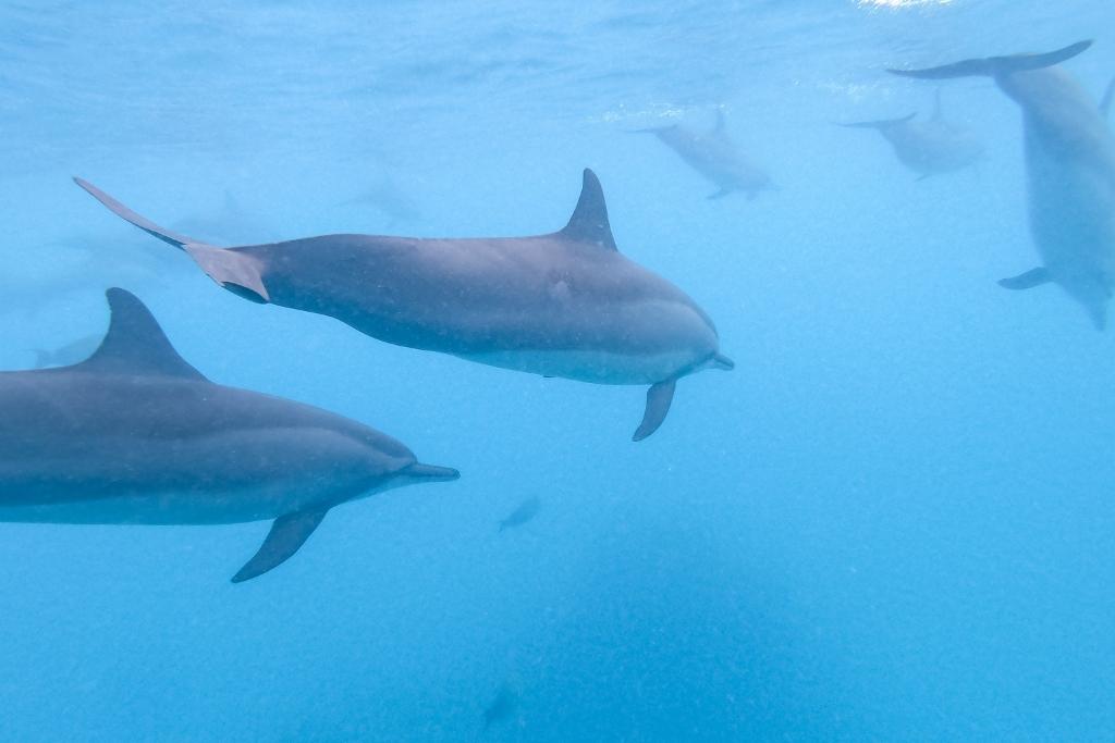 Why do Dolphins attack porpoises?