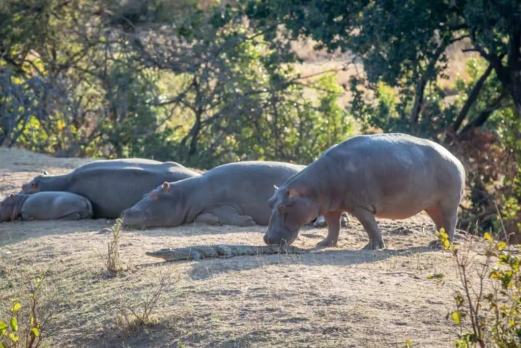 What do we know about hippos' sleeping habits?