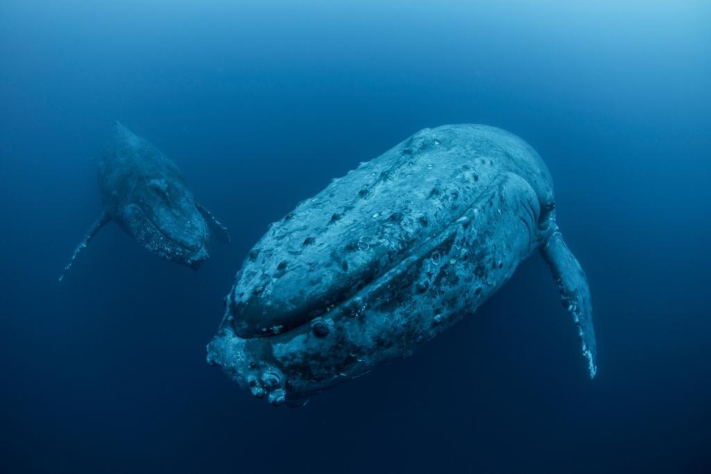 What is a pod of whales