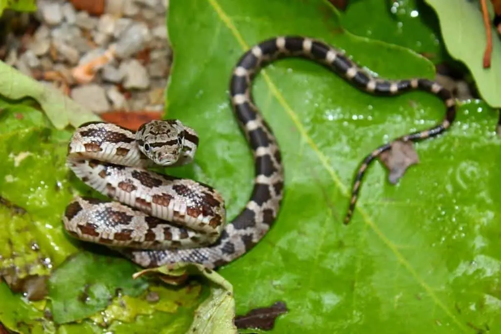 What to Do if You Encounter a Snake in Your Garden