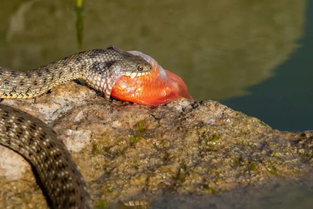 Snake eating a Fish