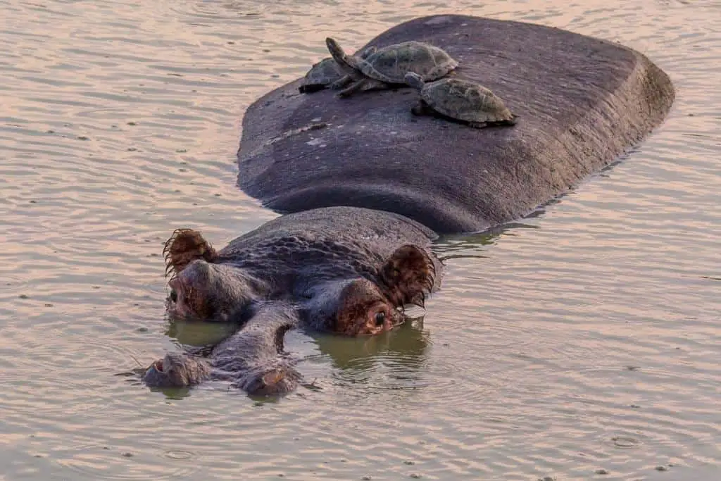 Why Hippos are not apex predators?