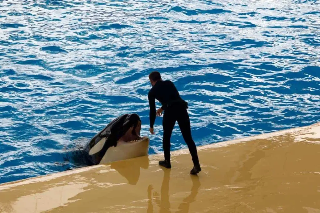 Why do orcas don't attack humans