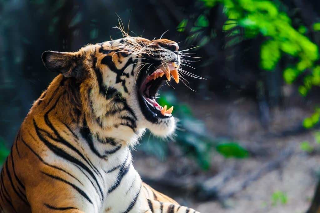 Why do tigers eat grass?