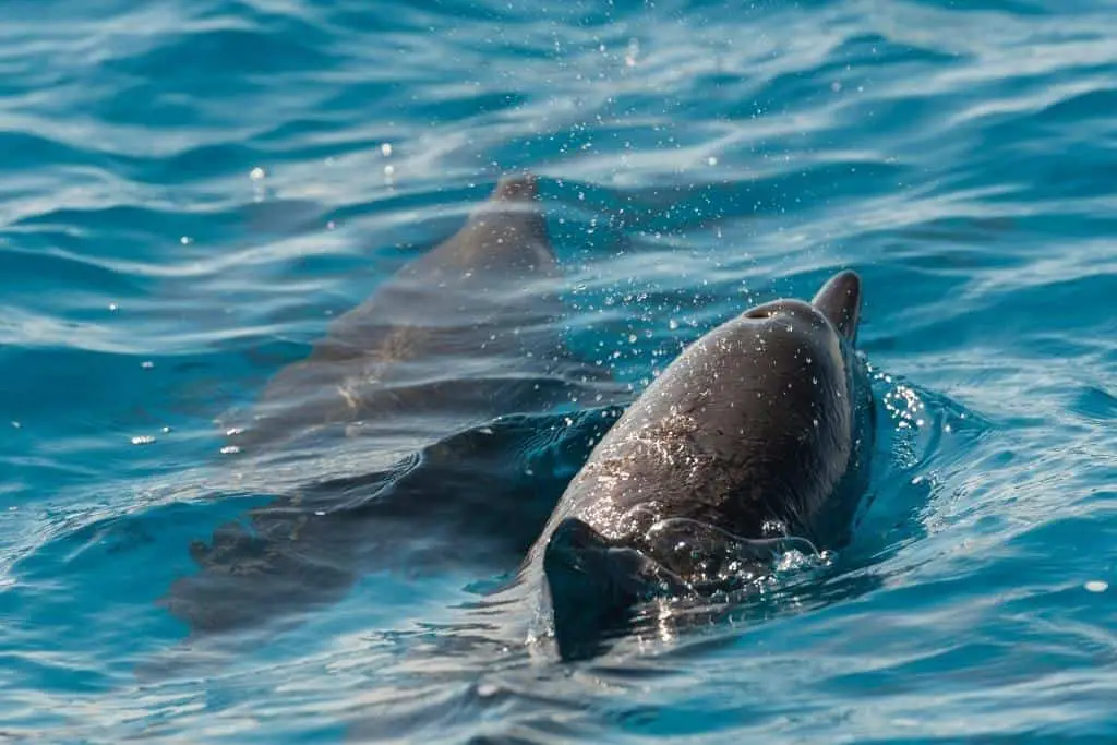 dolphins pod swimming