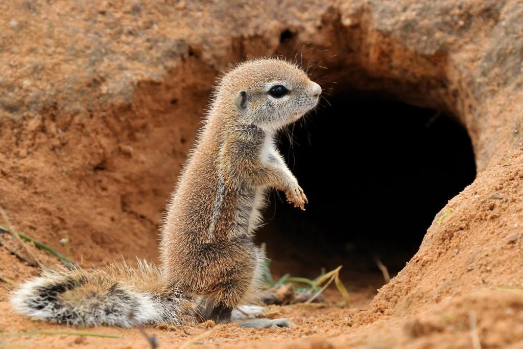 ground squirrel nest