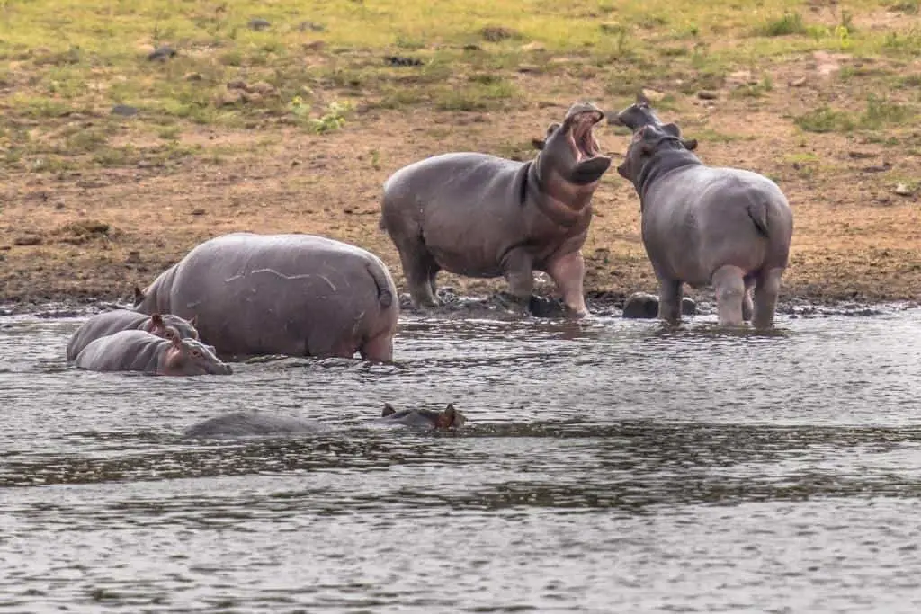 reproductive process hippo