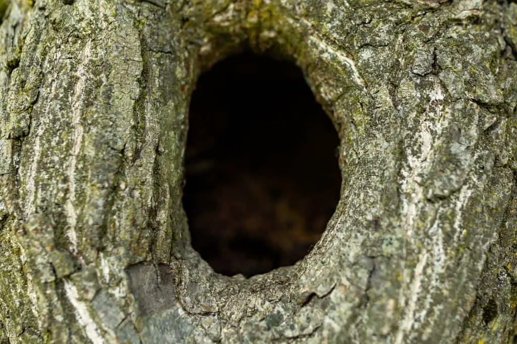 three hollow nest