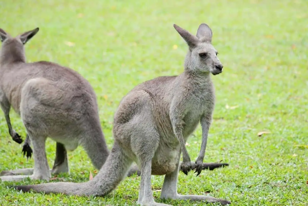 types of marsupials