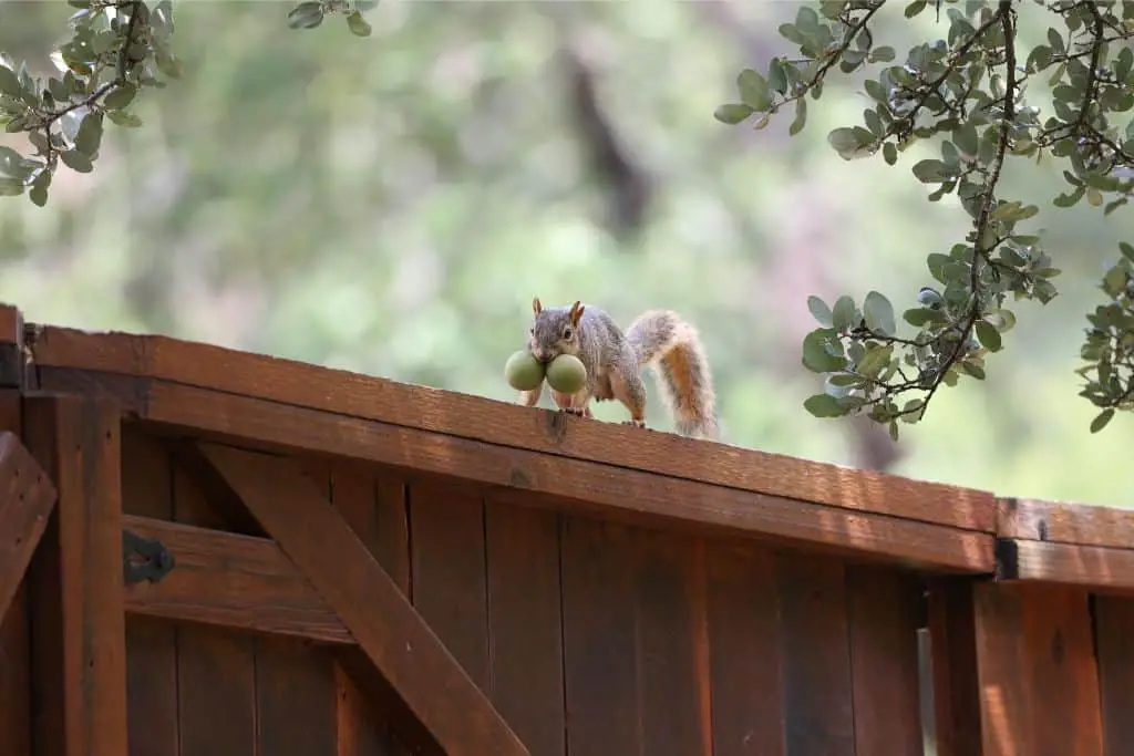 8 Signs Your House is Being Infested with Squirrels 
