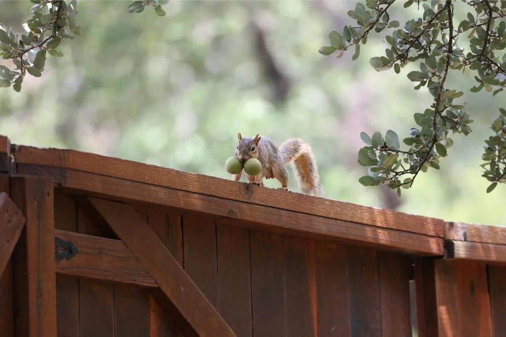 8 Signs Your House is Being Infested with Squirrels