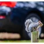 9 Effective Methods To Keep Squirrels Away From Your Car