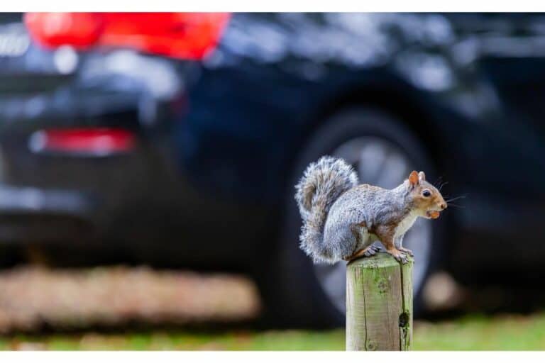 9 Effective Methods To Keep Squirrels Away From Your Car