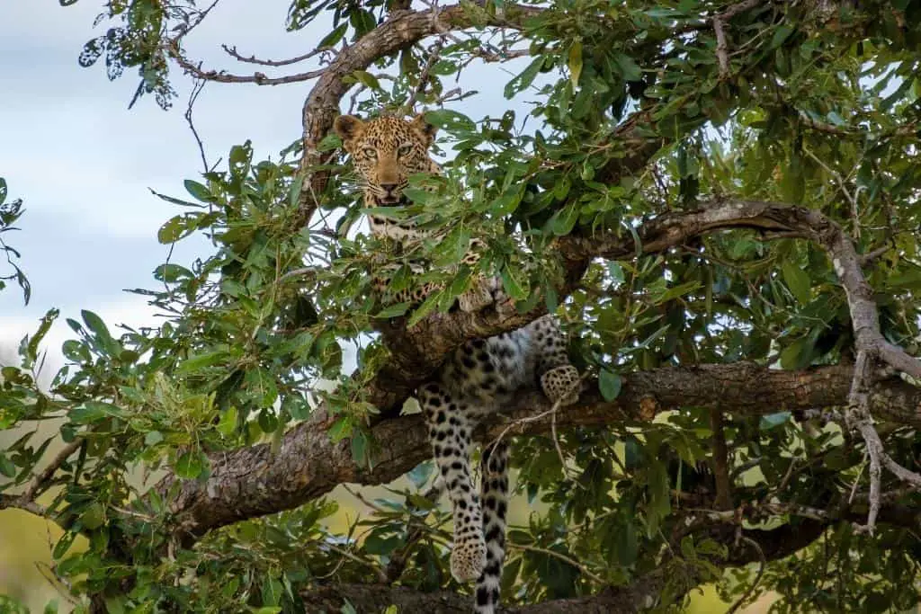 Are clouded leopards dangerous