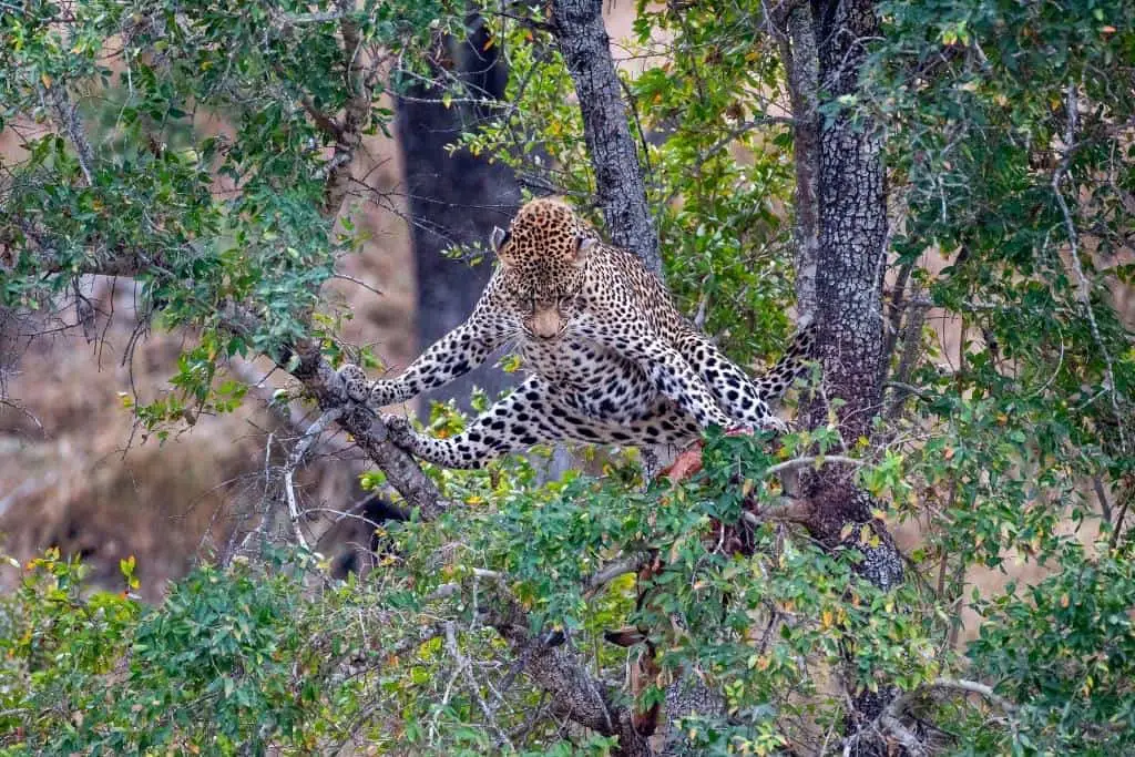 Can Leopards Climb Trees
