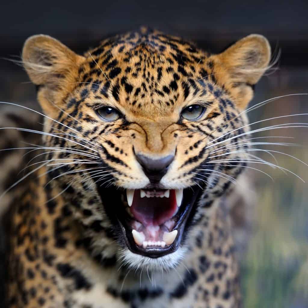 Can Leopards eat Humans?