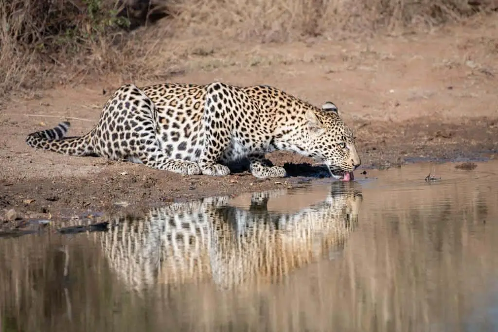 Do Leopards Like Water? (Leopard Behavior)