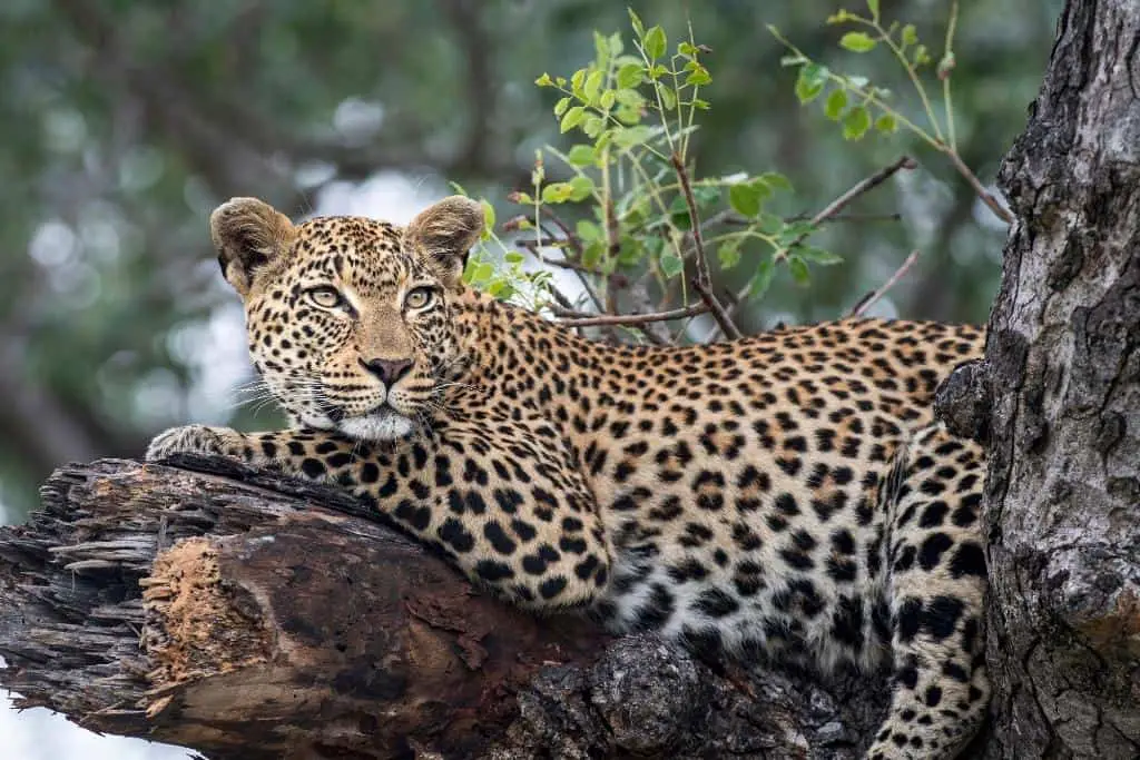 Do leopards live in trees