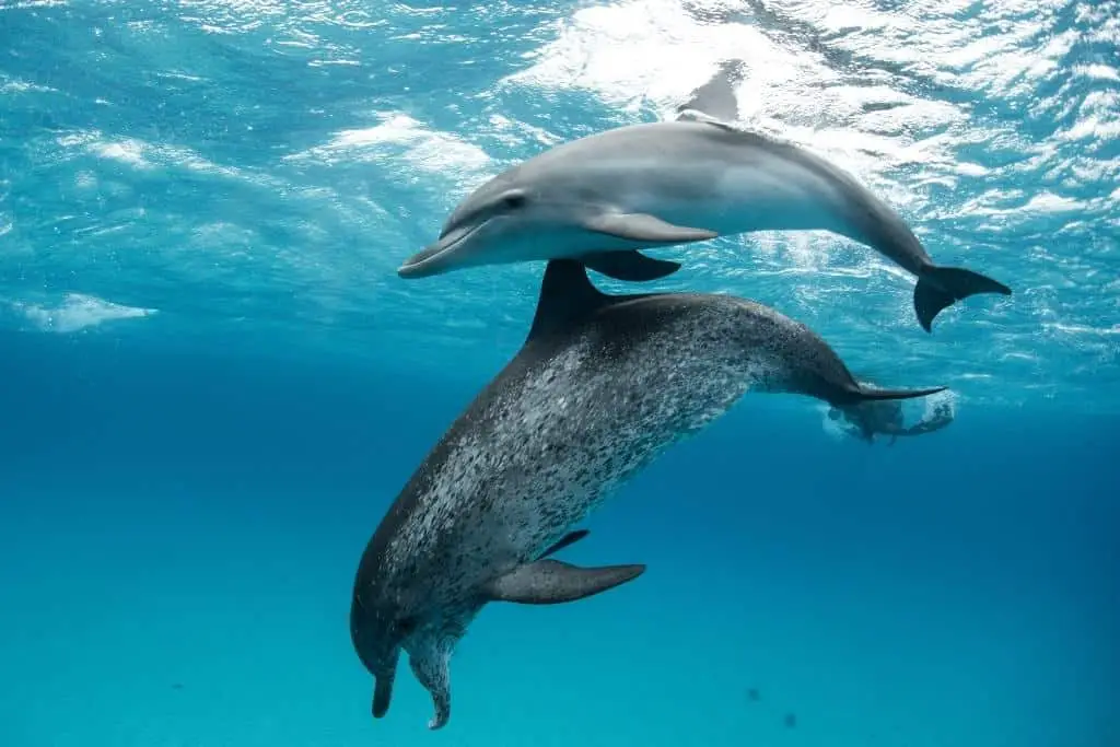 How do dolphins feed their young?