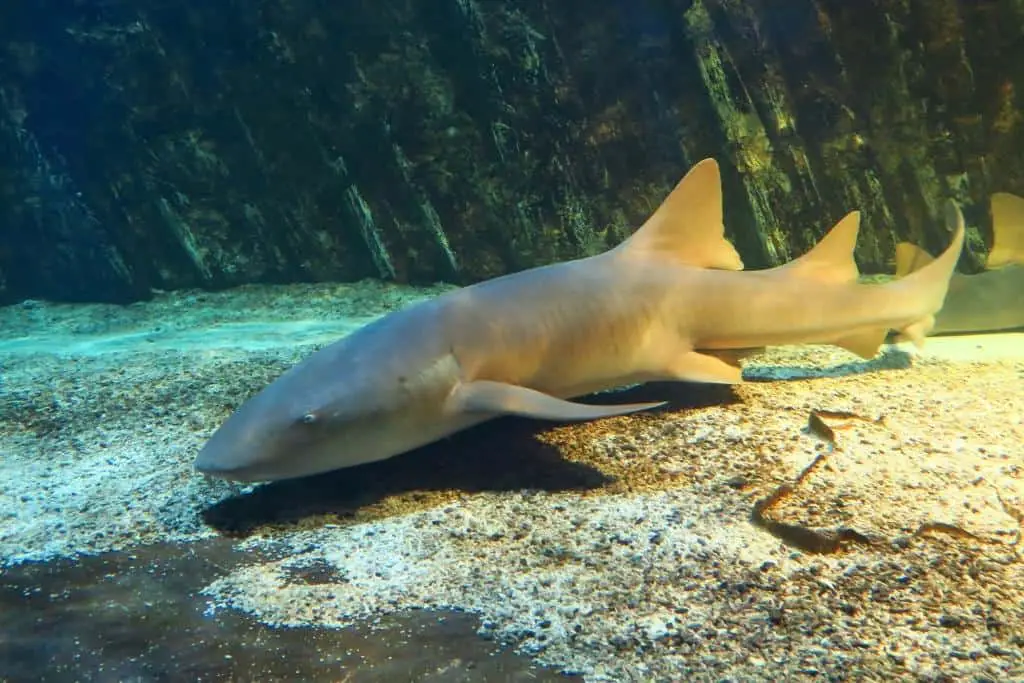 Is swimming with nurse sharks dangerous?