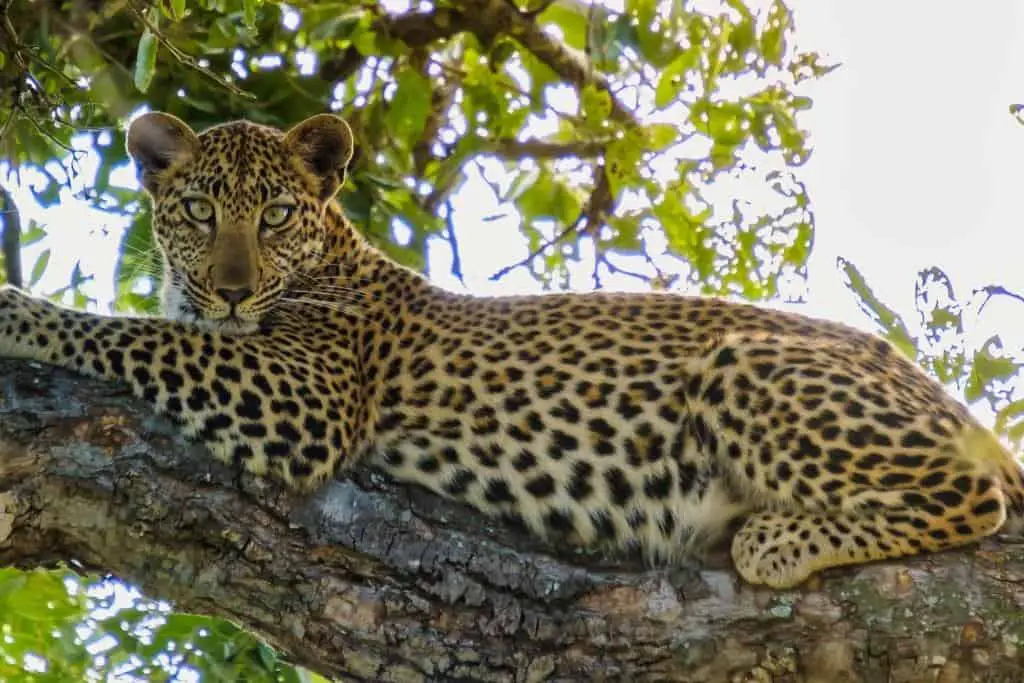 Leopard in Kruger national park