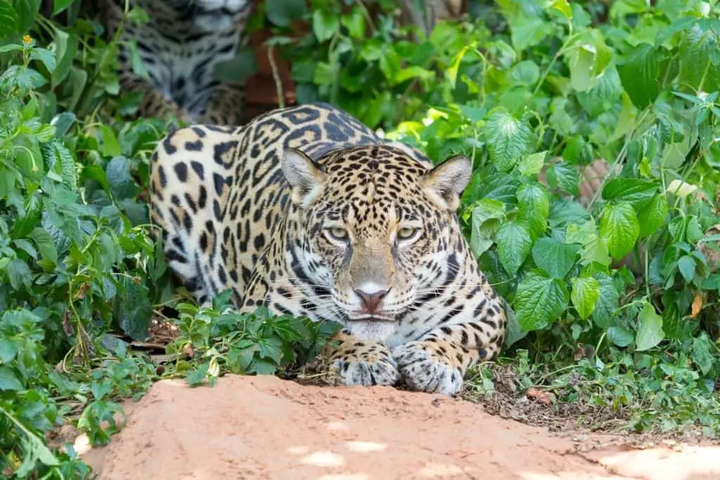 Are Leopards Dangerous?