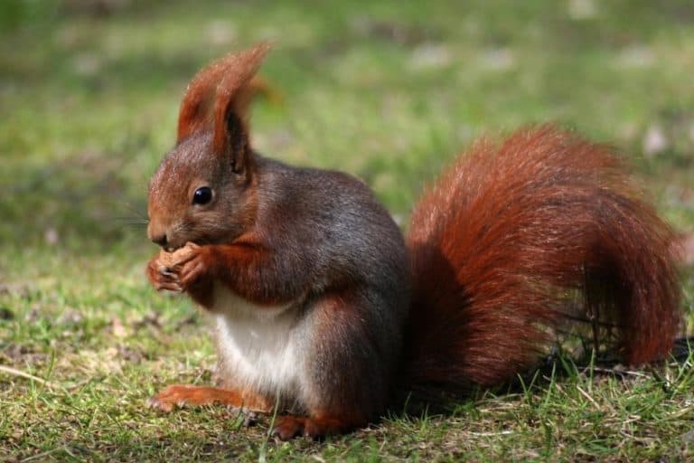What Do Squirrels Eat in the Wild? A Comprehensive Guide