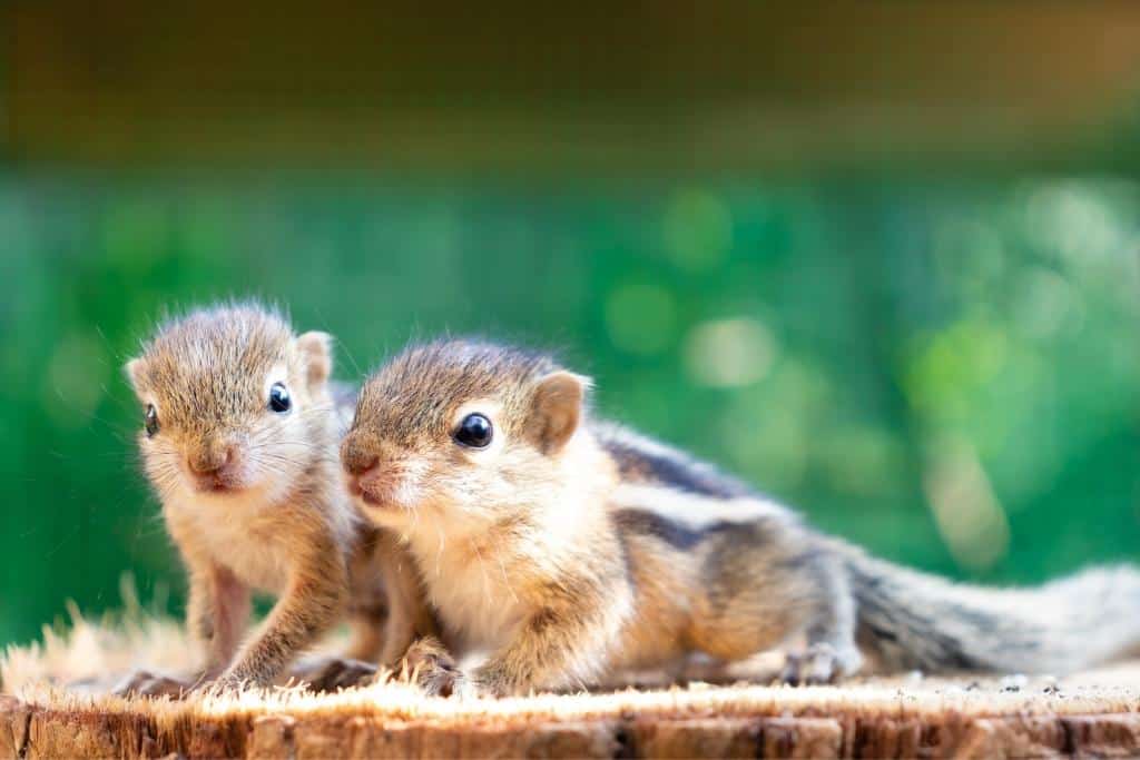 What do Baby Squirrels Eat