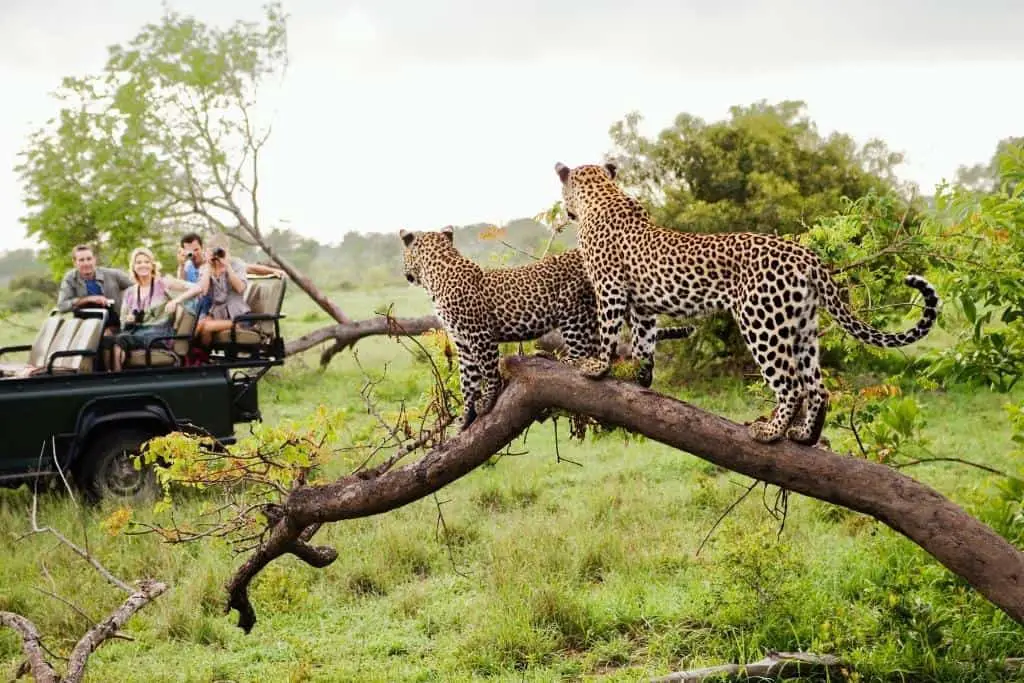What is the most dangerous leopard