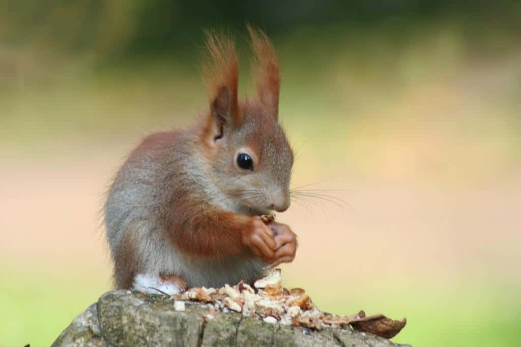 What nuts do squirrels eat