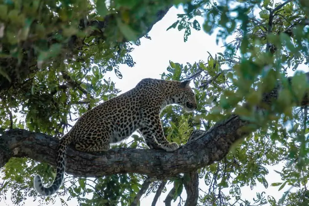 What trees do leopards climb