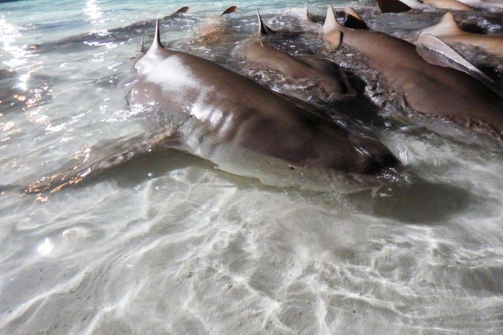 Where can I swim with nurse sharks in the Bahamas