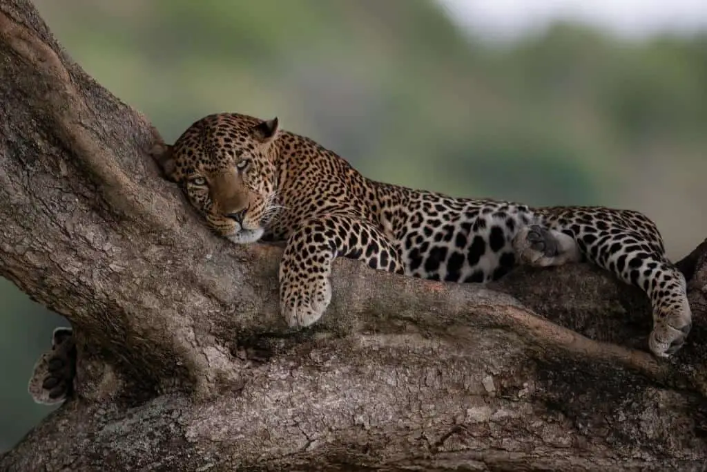 Why do leopards climb trees