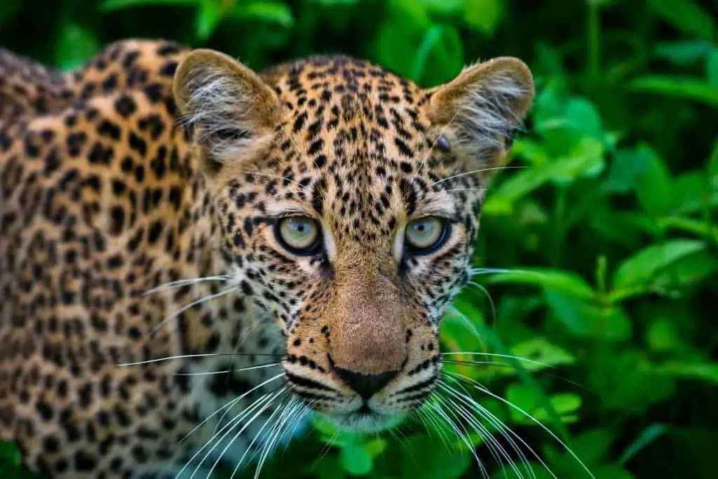Are leopards aggressive to humans