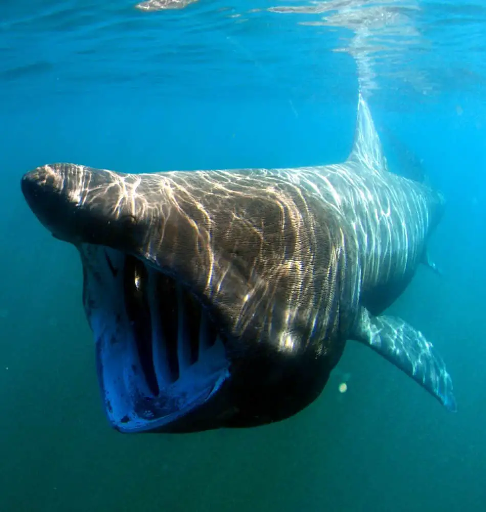 Can Basking Sharks Eat Humans