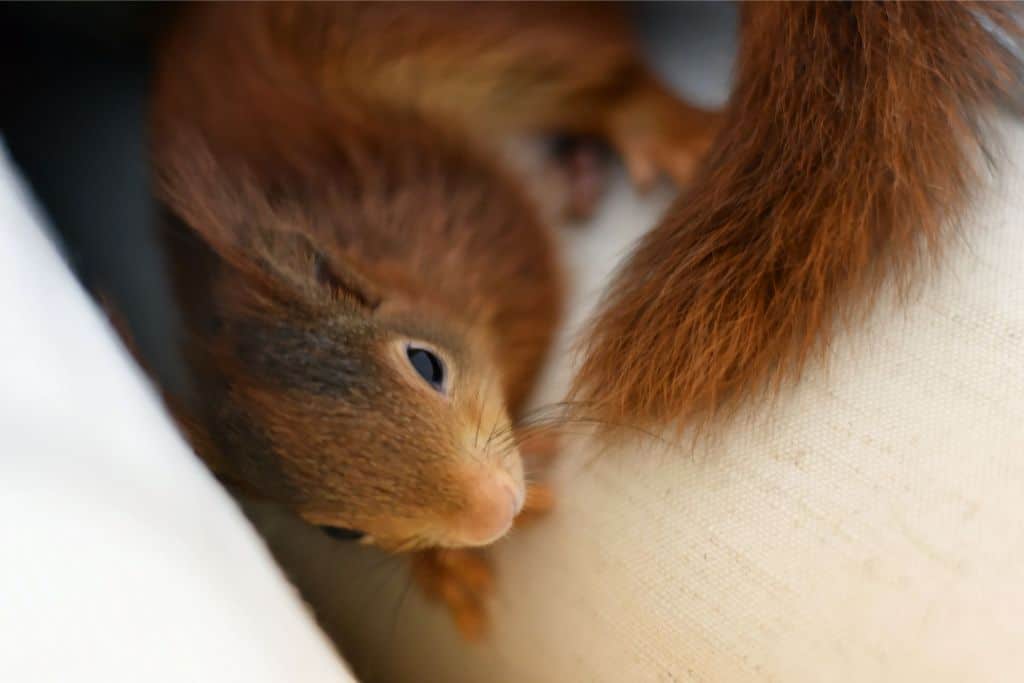 close squirrel look