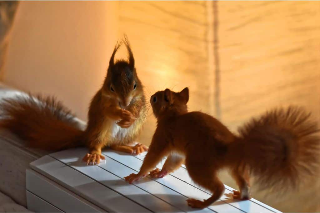 couple of squirrels in house