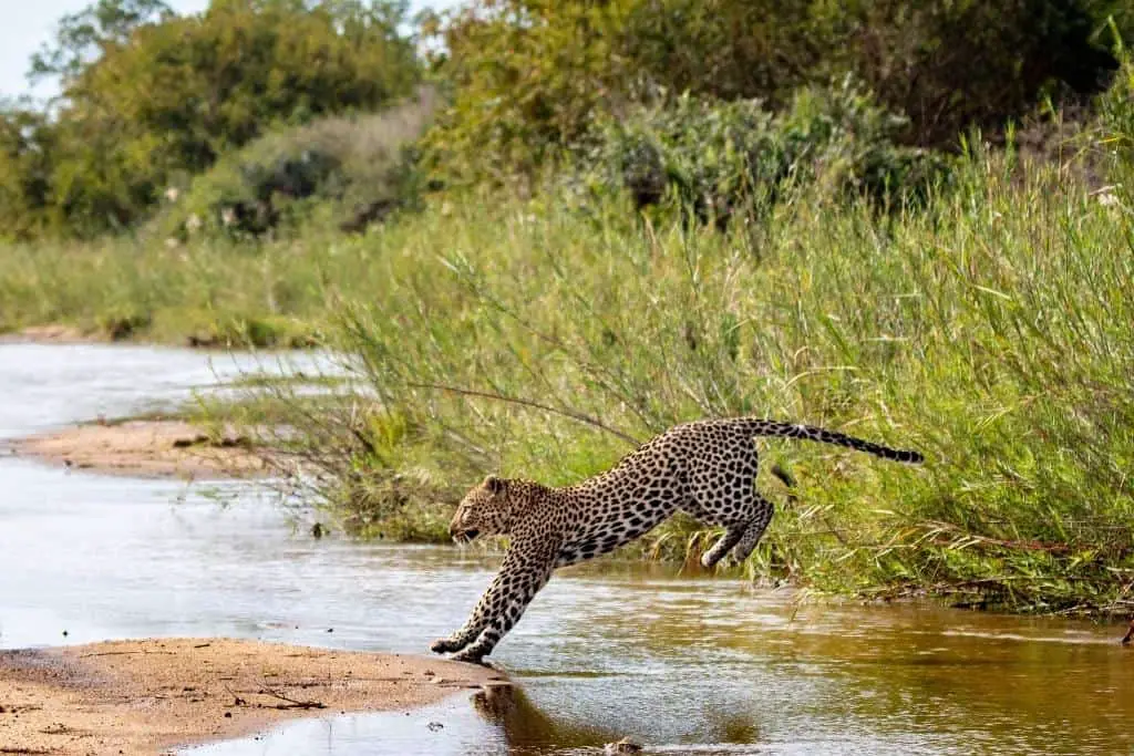 leopard jumps over a river