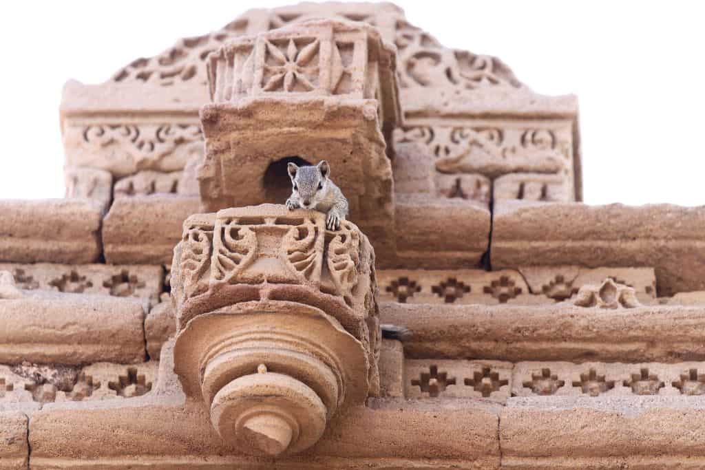 squirrel in a temple