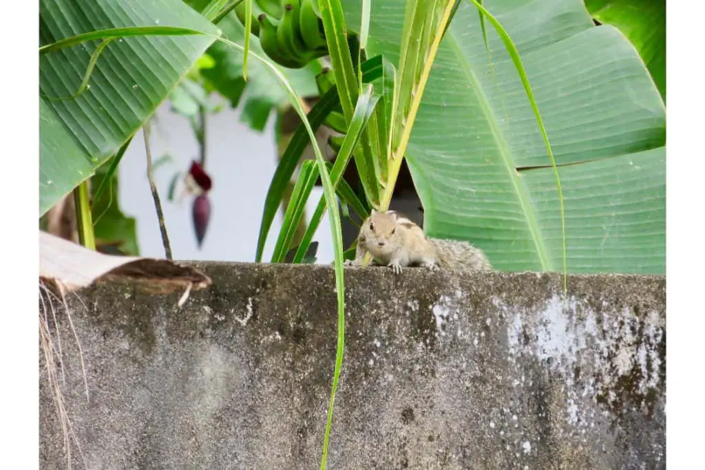 squirrel in a wall
