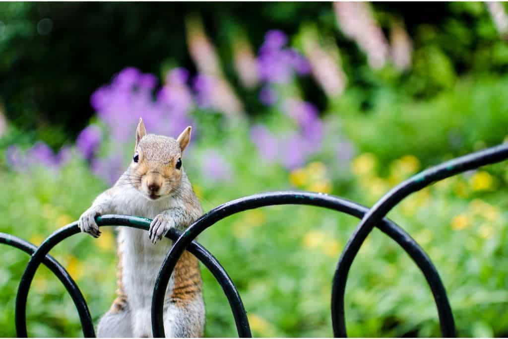 squirrel in garden