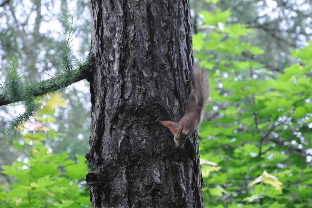 squirrel in three